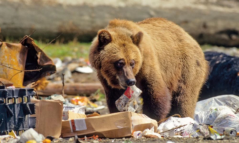 ΗΠΑ: Αρκούδα επιτέθηκε σε γυναίκα και τη σκότωσε